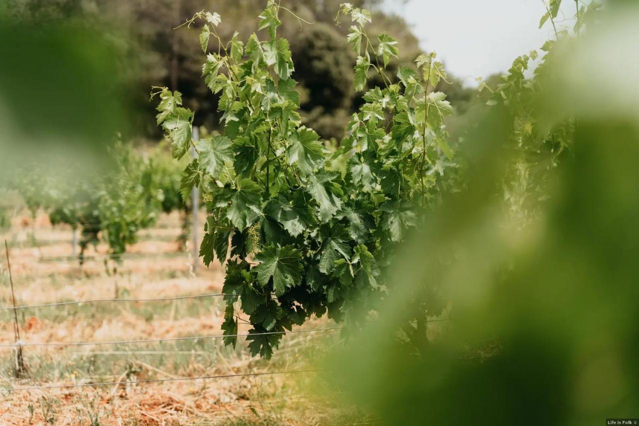 Domaine Des Bruguieres Villa Entrecasteaux Екстериор снимка